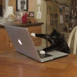 A cat typing on a keyboard