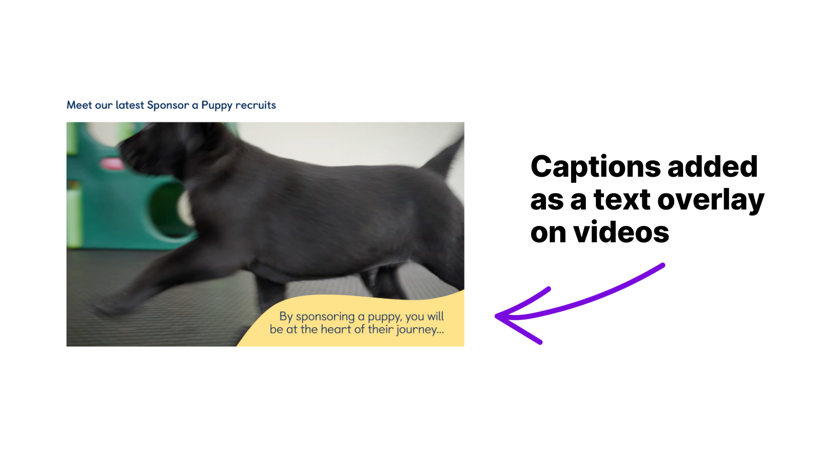Example image of captions added as a text overlay on videos. This image shows a still image of a video of a black dog walking on a black surface, with an overlay reading "By sponsoring a puppy, you will be at the heart of their journey." 